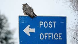 Photos: Great horned owl snoozes at Earthquake Park in Anchorage