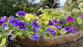 It’s time to wake up your hanging-basket plants that have been hibernating