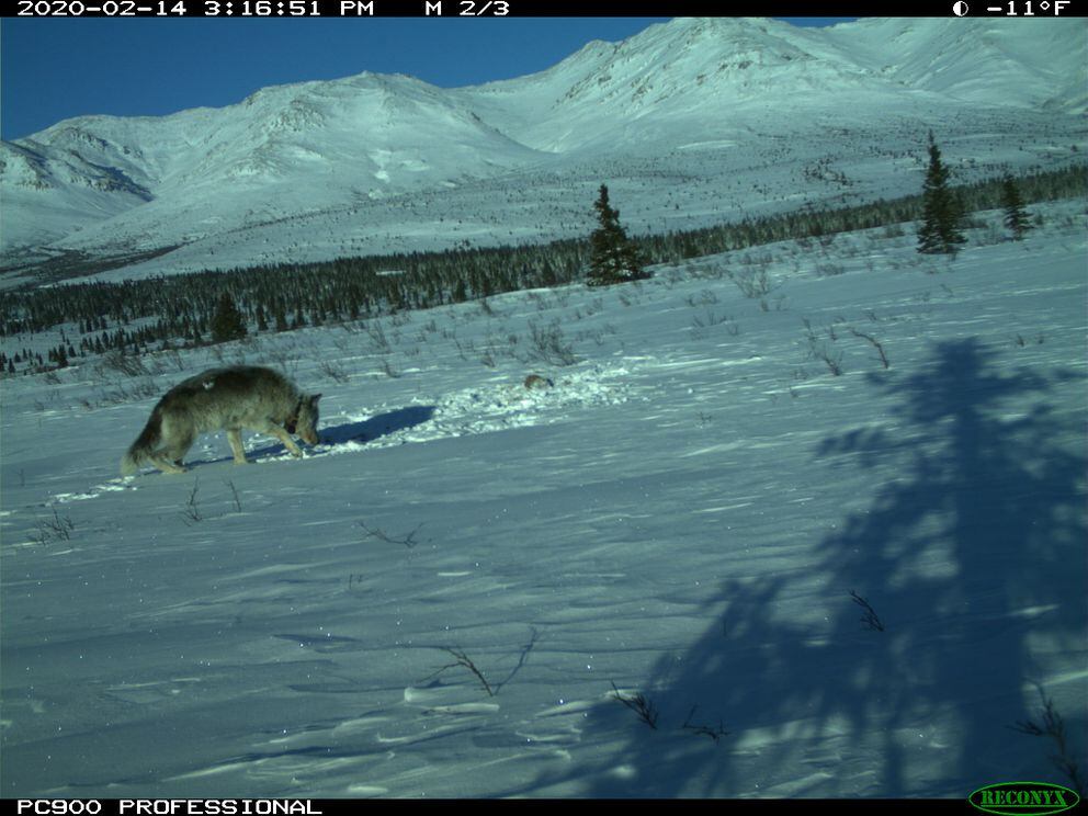 The final trailcam photo of 10-year-old Riley the wolf in Denali National Park on Feb. 14, 2020. (National Park Service photo)