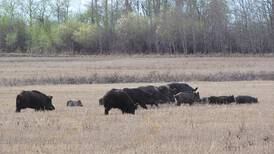 Northern states prepare for battle against invasion of feral Canadian ‘super pigs’ 