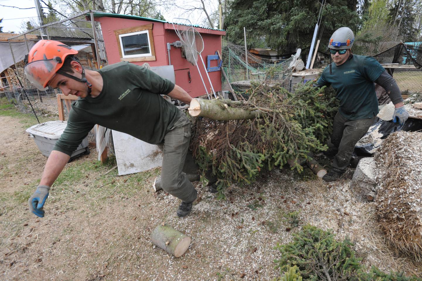 Spruce bark beetle killed trees Turnagain Heights subdivision 