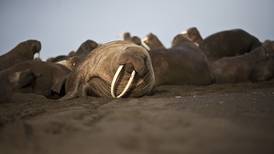 Pacific walrus haulout near Point Lay in Northwest Alaska is earliest on record