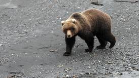 Alaska guide and assistants accused of herding bears for hunters