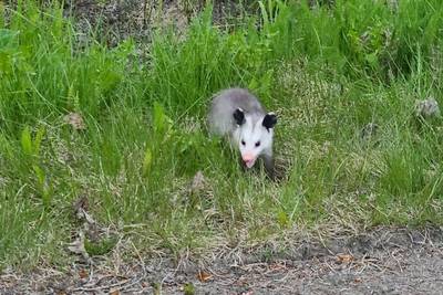 Wildlife officials seek help as additional invasive opossums are discovered in Homer