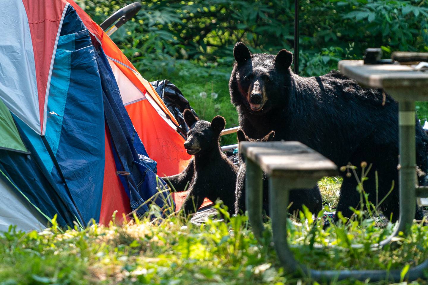 Centennial Park, bear, bear cub, bears, black bear, camp, campground, centennial campground, cub, homeless, homeless camp, homelessness