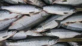 OPINION: Red herrings won’t help us save chinook salmon