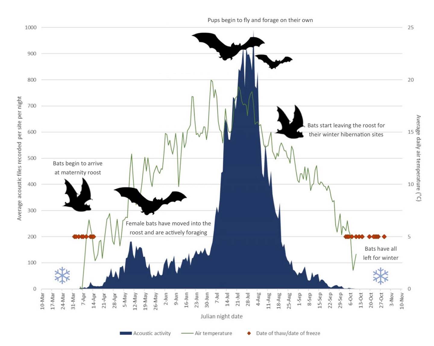 Biologist Jesika Reimer created this graphic showing the summer activity of little brown bats in northern Alaska
