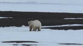Polar bears of the past survived warm periods. What does that mean for the future?