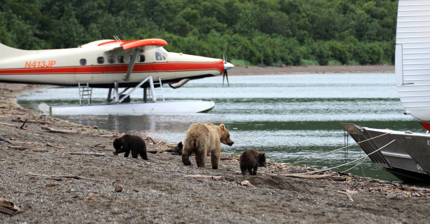 Brown bears, salmon, Brooks Falls, Brooks River