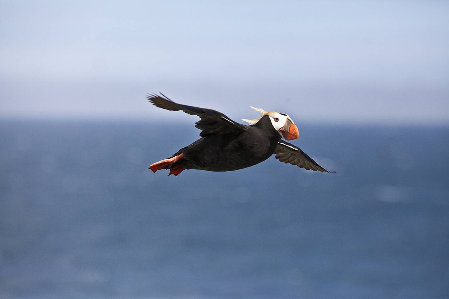 A tufted puffin in flight above Bogoslof Island in the Bering Sea