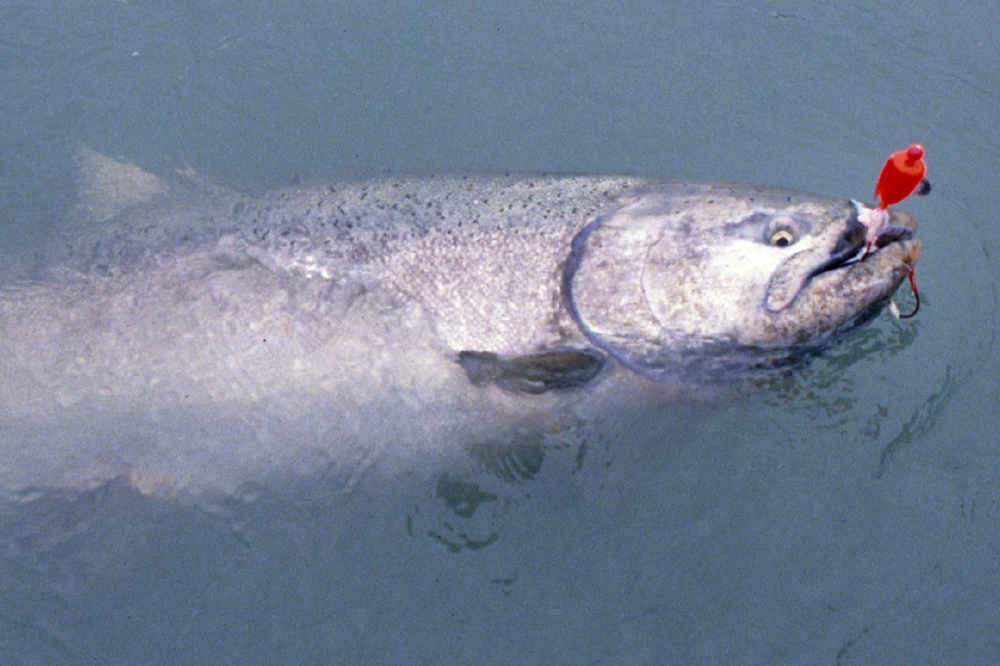 Kenai River king salmon