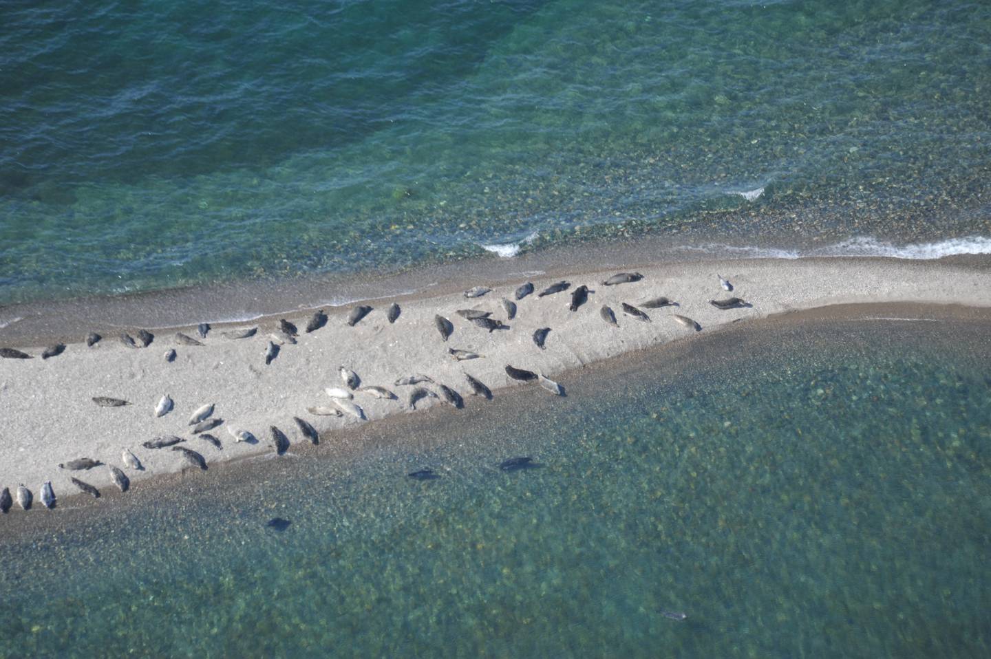 Pacific Harbor Seals in Lake Iliamna