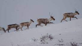Caribou or development? Question debated in Canadian Arctic communities