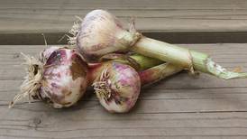 Autumn assignments for gardeners: Grab garlic bulbs and get soil tested