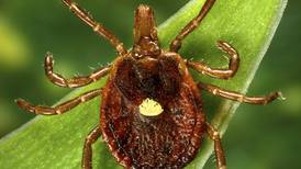 Tick-linked meat allergy may be far more common than previously known