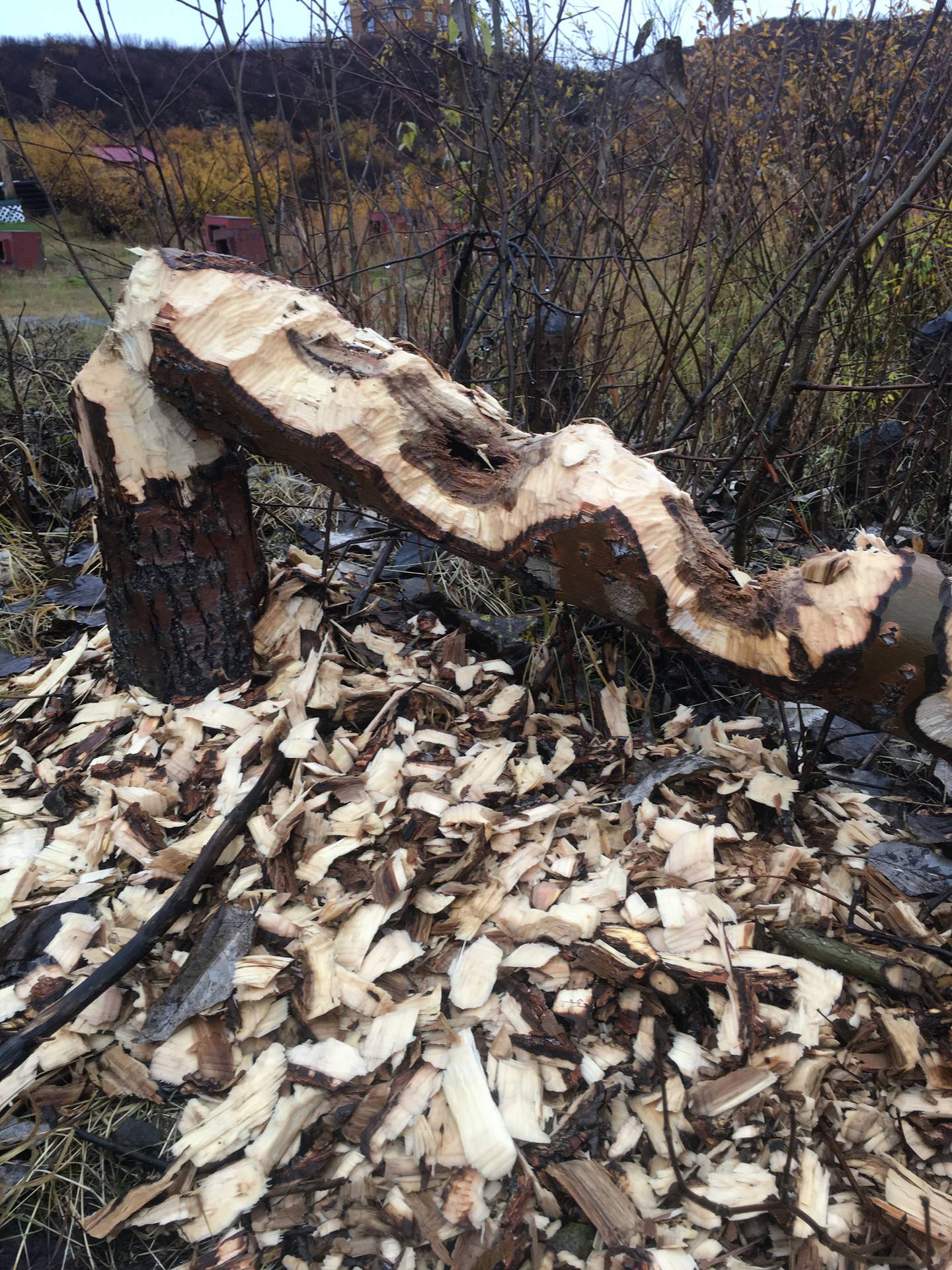 The remains of the last poplar in the yard at one of John Schandelmeier's cabins on the Denali Highway