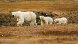 Arctic Ocean and wildlife warrant special international protection