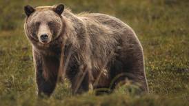 Anthropologist encounters bear — but this is not your usual bear story