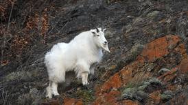 For Southeast goat, aversion to humans stronger than fear of orcas and riptides