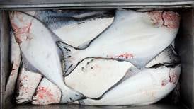 Pacific halibut stock increases after four years of decline