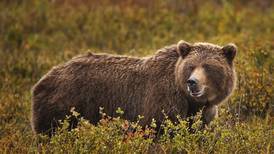 Brown bears aren’t as carnivorous as previously thought, study finds