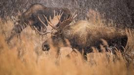 Tickets for Alaska's first moose derby go on sale Aug. 1