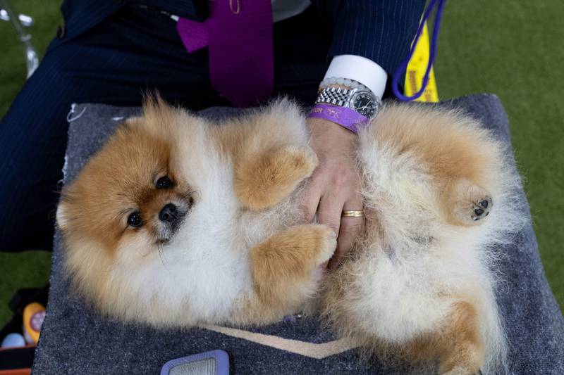 This reporter tried to pet all 200 breeds at the Westminster dog show