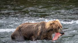 Beloved grizzly Otis was again late for salmon season. Blame climate change.