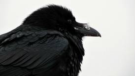 Newfound respect, admiration for Nome's ravens