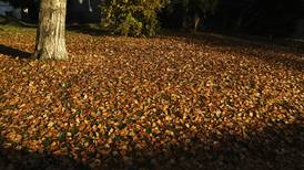 Resist the urge to rake and bag the leaves falling on your lawn