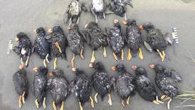 Scientists see evidence of climate change in deaths of thousands of seabirds in the Bering Sea 