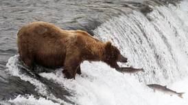Watch live: The Katmai bear cams are back
