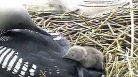 Loon Cam: Banded bird flies nest and Audubon project goes dark, for now