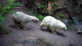 Studying Kali's behavior offers clues to polar bear development