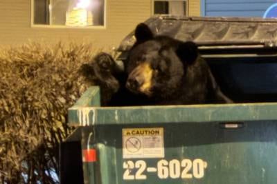 As the snow recedes, bears are waking up in Anchorage