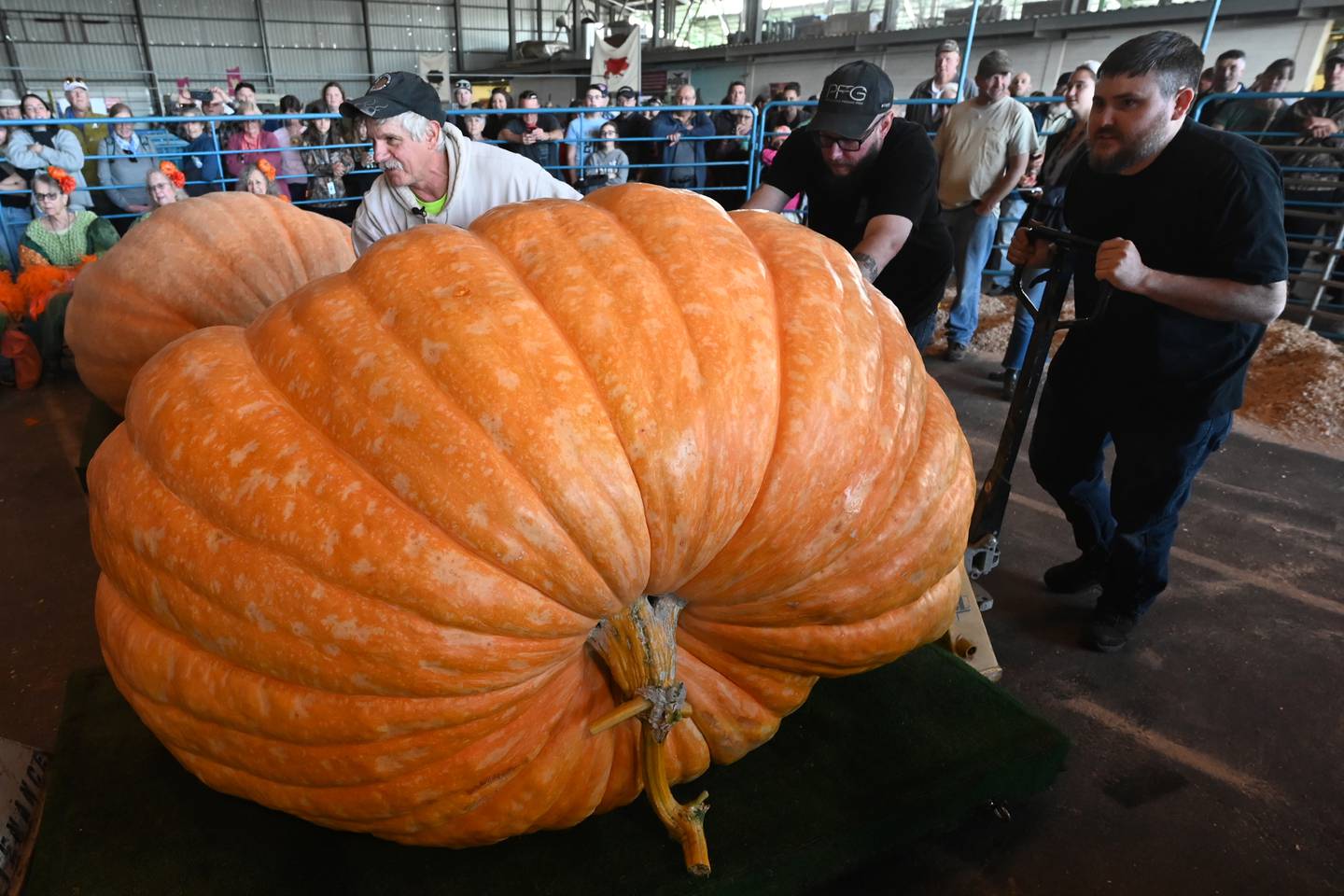 State Record Pumpkin at State Fair