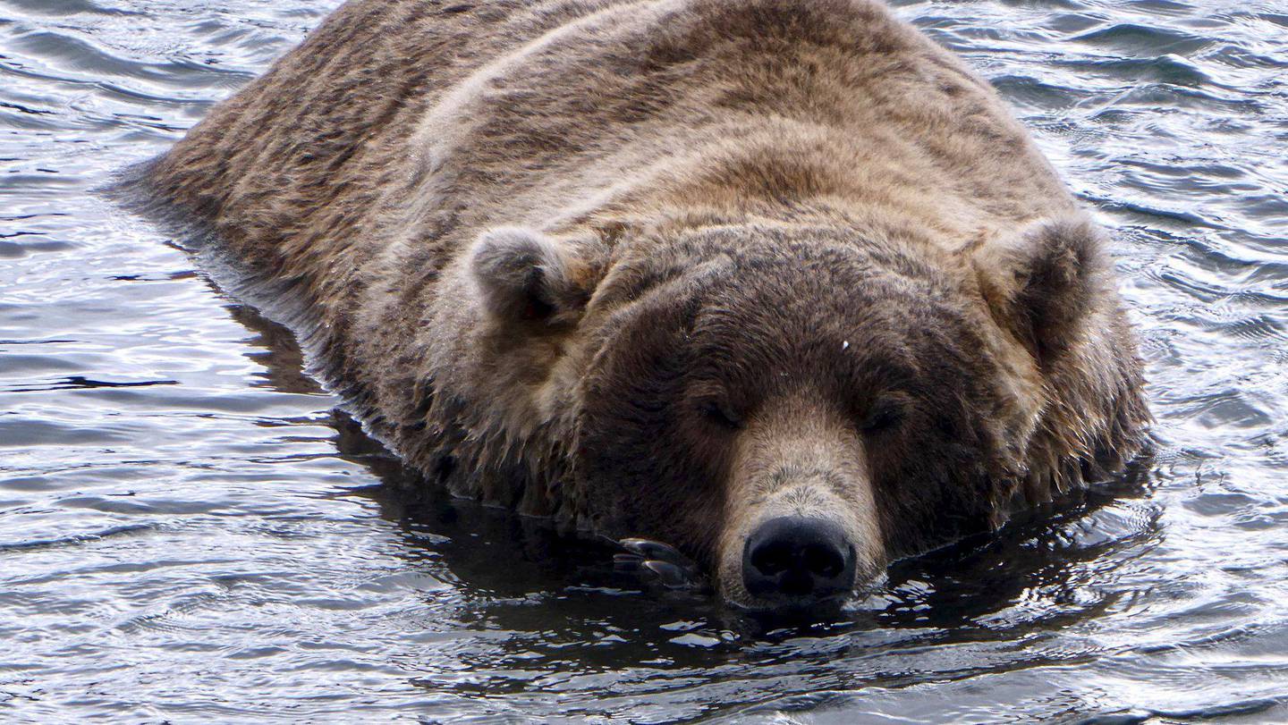 Fat Bear Week Katmai National Park and Preserve brown bears