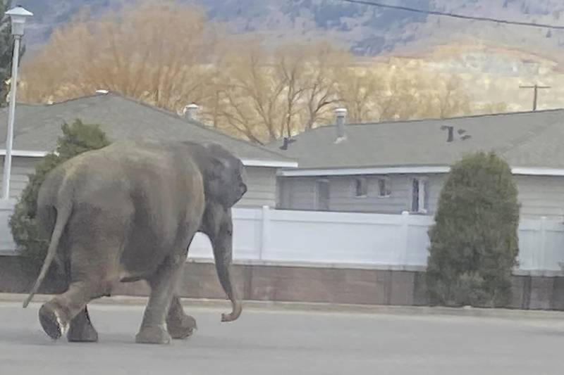Circus elephant startled by backfiring vehicle stops traffic in Montana