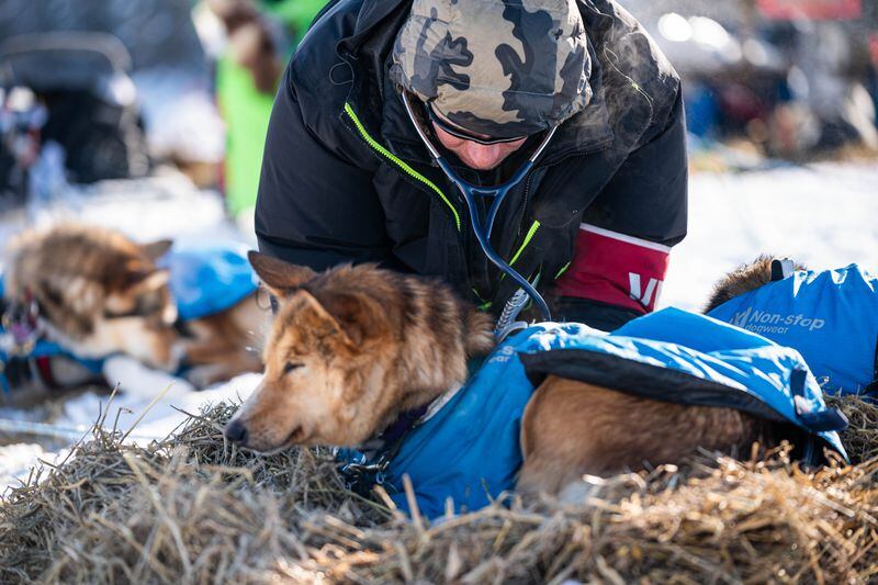 Gunnison, Colorado veterinarian Seth Nienhueser checks a dog in Michelle Phillips's team in Nikolai on Tuesday, March 10, 2020 during the Iditarod Trail Sled Dog Race. (Loren Holmes / ADN)