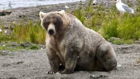 Fat Bear Week falls prey to looming government shutdown