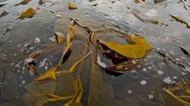 Report assesses Alaska communities as locations for seaweed processing facilities