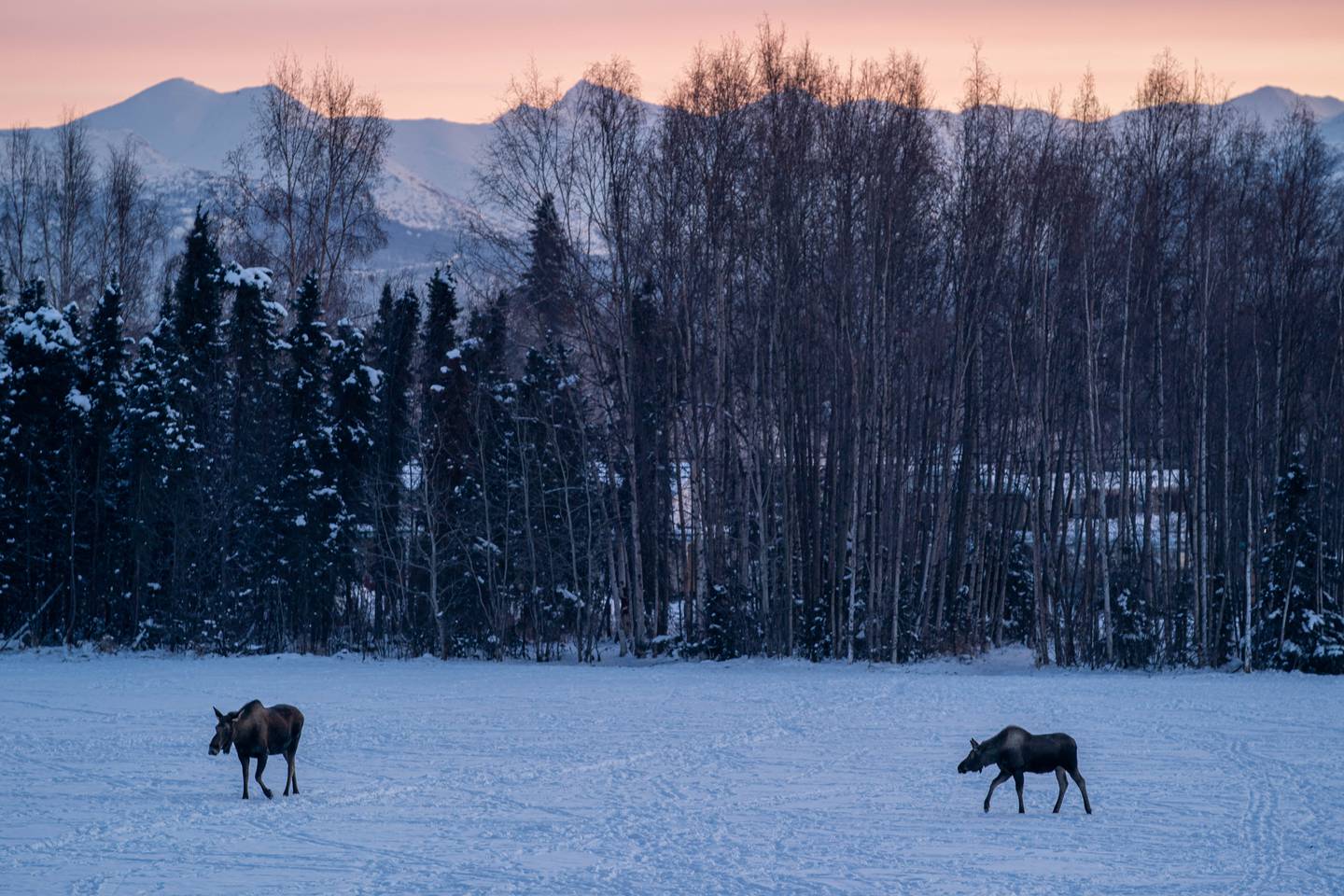 moose, sunrise, winter