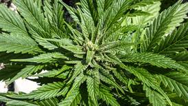 Alaska moves to restrict marijuana-like ‘diet weed’ products derived from hemp