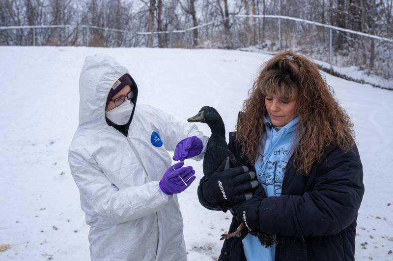 ‘This is totally unusual’: Highly pathogenic bird flu still spreading in Alaska, state veterinarian says