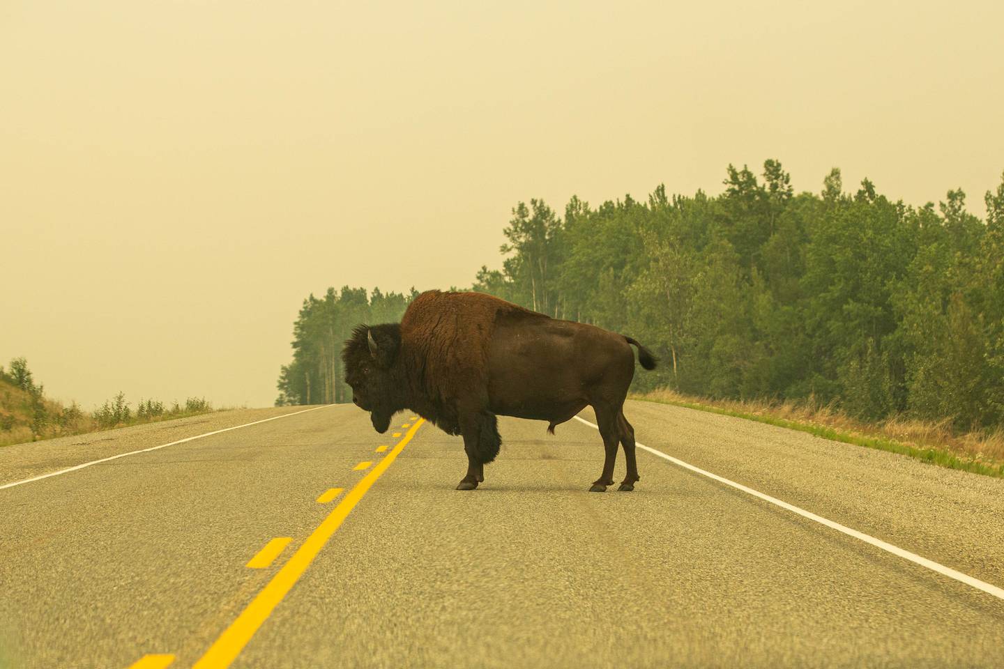 Alcan, alaska highway, bison, british columbia, canada