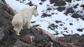 Alaska mountain goats live on the edge, and perish at a surprisingly high rate in avalanches