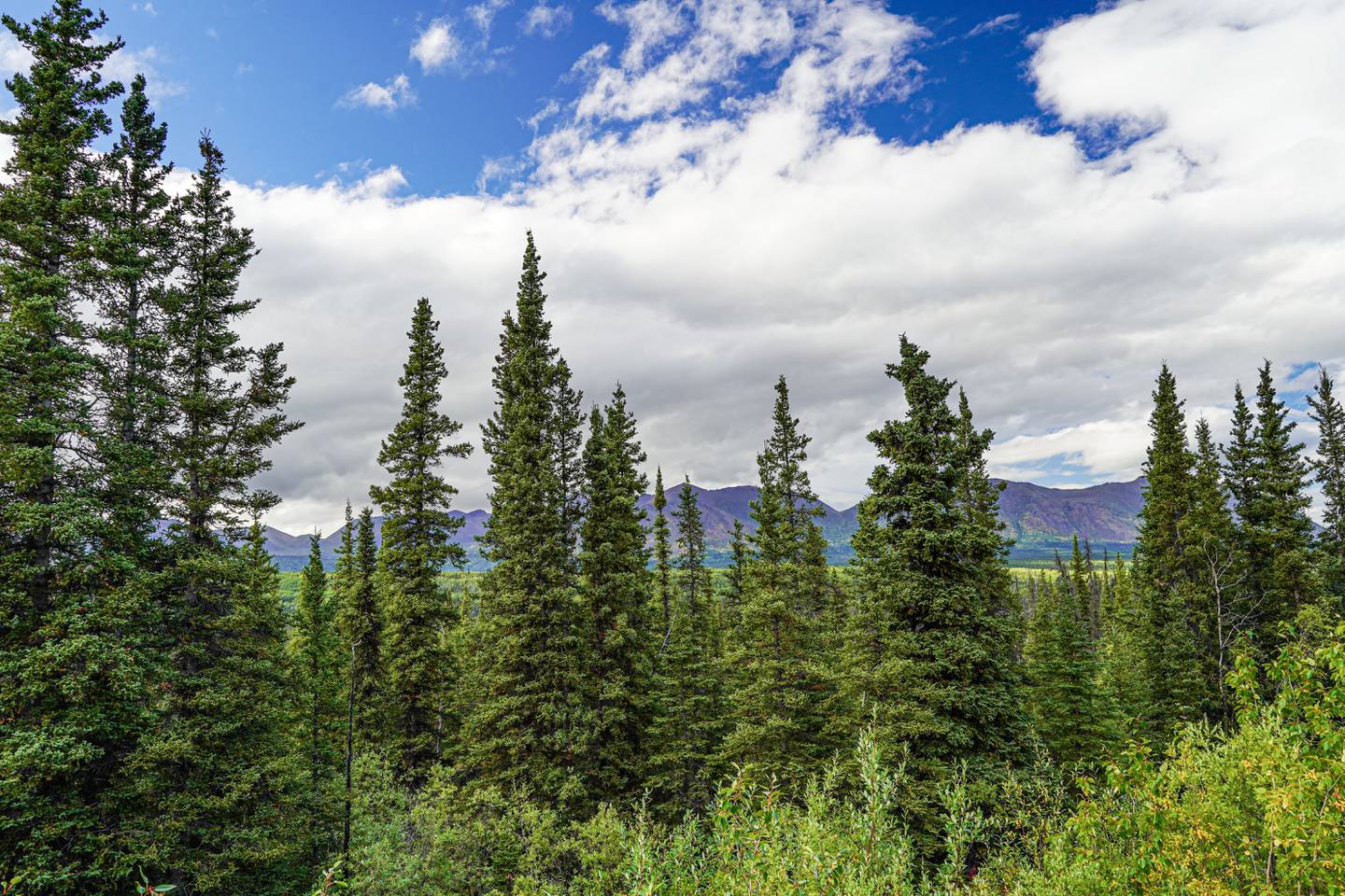 spruce interior alaska mountains stock