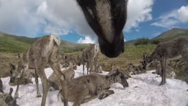 Caribou cams give scientists new insight into the world of the Fortymile herd