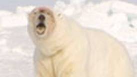 Polar bear shot and killed at BP Alaska oil field