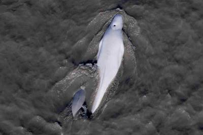 Study tracks calls used by endangered Cook Inlet belugas, and human-made noise in their habitat